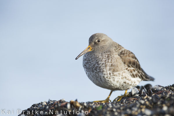 Meerstrandläufer (Calidris maritima), Jan 2018 Rostock-Warnemünde MV/GER, Bild 24