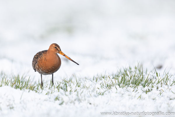 Uferschnepfe (Limosa limosa), April 2019 Nds/GER, Bild 42