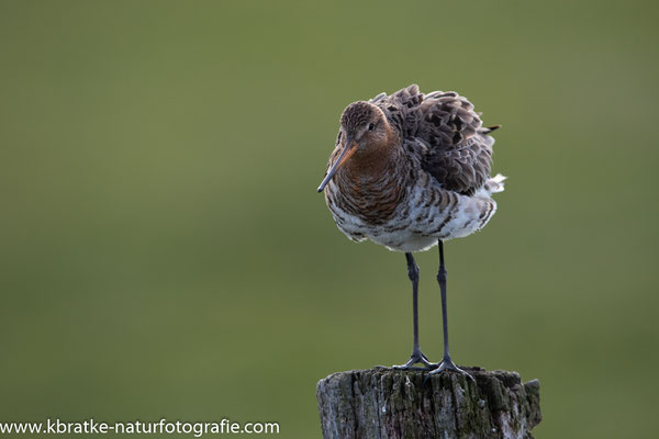 Uferschnepfe (Limosa limosa), April 2019 Nds/GER, Bild 38