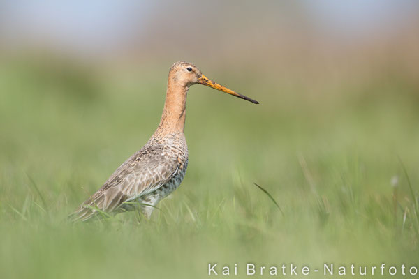 Uferschnepfe (Limosa limosa) männl., April 2016 Nds/GER, Bild 12