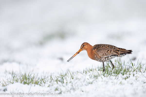 Uferschnepfe (Limosa limosa), April 2019 Nds/GER, Bild 41