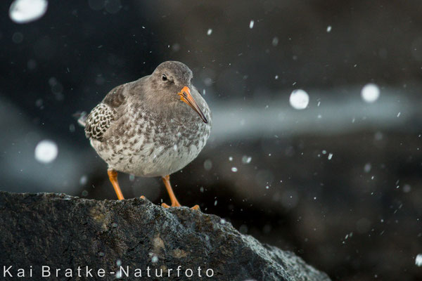 Meerstrandläufer (Calidris maritima), Nov 2014 Rostock-Warnemünde MV/GER, Bild 8