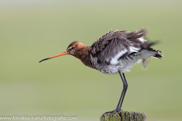 Uferschnepfe (Limosa limosa), April 2019 Nds/GER, Bild 39