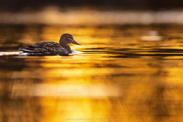 Stockente (Anas platyrhynchos), März 2022 MV/GER, Bild 9