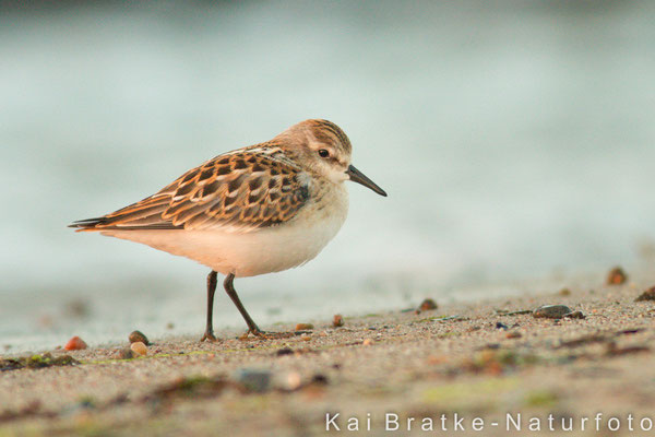 Zwergstrandläufer 1. KJ (Calidris minuta), Sept 2014 MV/GER, Bild 1