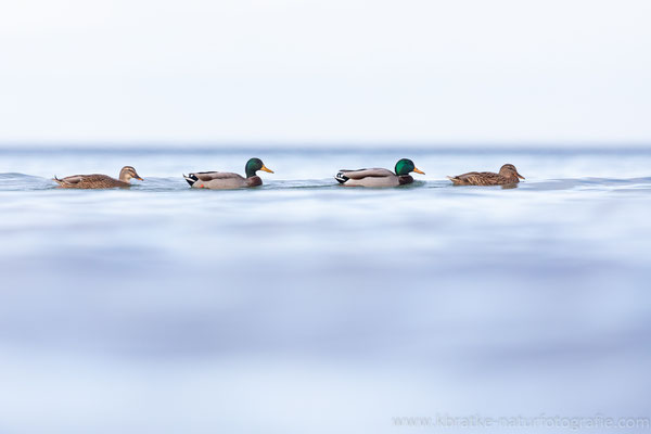 Stockenten (Anas platyrhynchos), Nov 2020 MV/GER, Bild 1