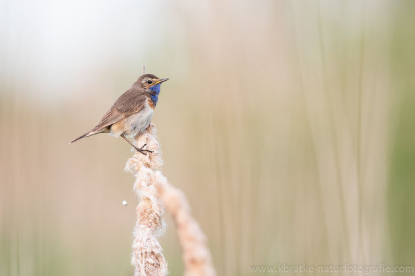 Weißsterniges Blaukehlchen (Luscinia svecica cyanecula), Juni 2020 MV/GER, Bild 10