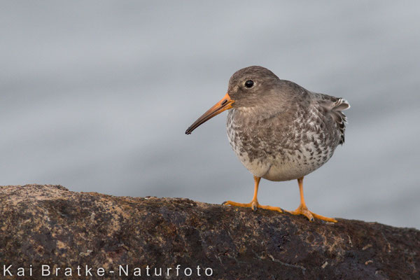 Meerstrandläufer (Calidris maritima), Nov 2014 Rostock-Warnemünde MV/GER, Bild 5