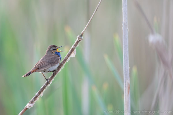 Weißsterniges Blaukehlchen (Luscinia svecica cyanecula), Juni 2020 MV/GER, Bild 21