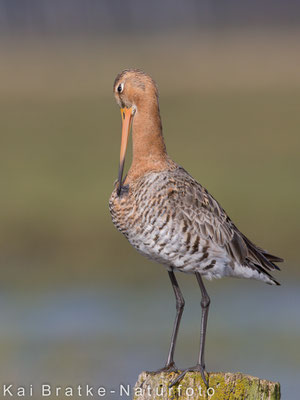 Uferschnepfe (Limosa limosa) männl., März 2016 Nds/GER, Bild 10