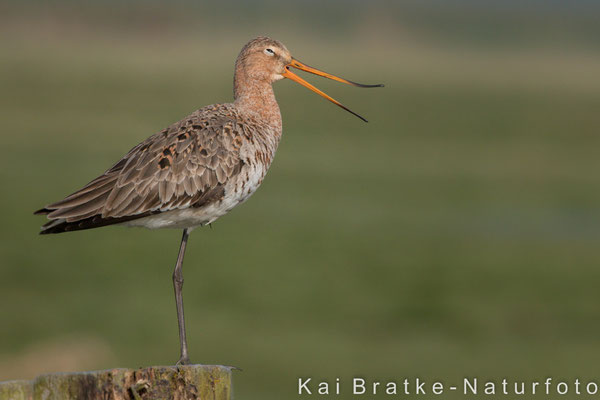 Uferschnepfe (Limosa limosa), April 2015 Nds/GER, Bild 20