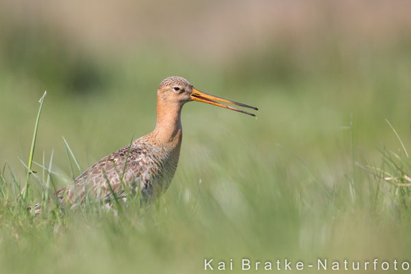 Uferschnepfe (Limosa limosa) männl., April 2016 Nds/GER, Bild 13