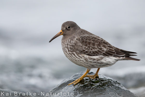 Meerstrandläufer (Calidris maritima), Dez 2016 Rostock-Warnemünde MV/GER, Bild 15