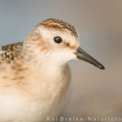 Zwergstrandläufer 1. KJ (Calidris minuta), Okt 2014 MV/GER, Bild 4