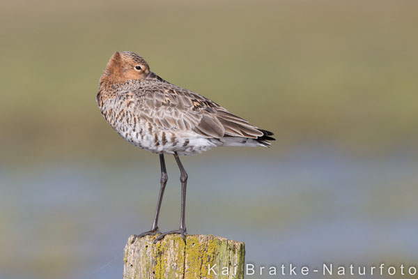 Uferschnepfe (Limosa limosa), März 2016 Nds/GER, Bild 8