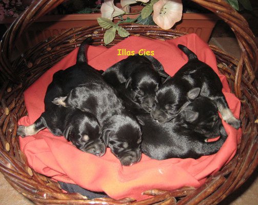 cachorros en una cesta roja