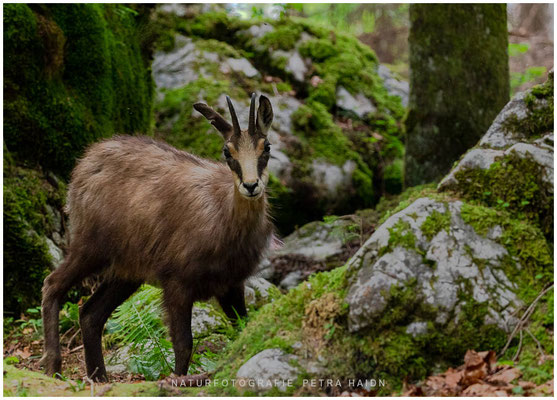 Tiere 54