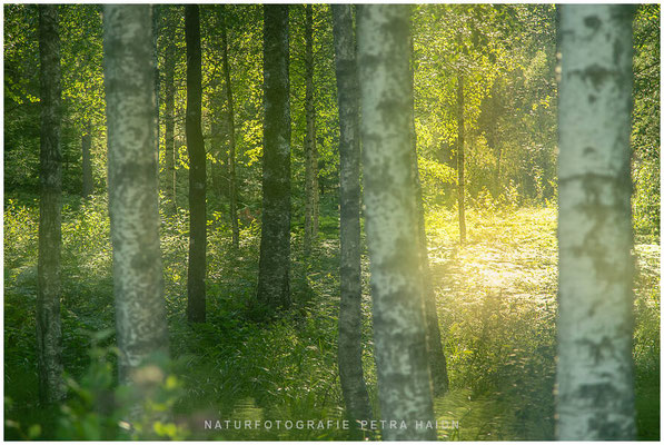 Landschaft 32