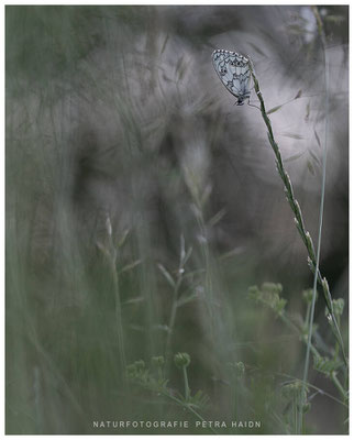 Tiere 37