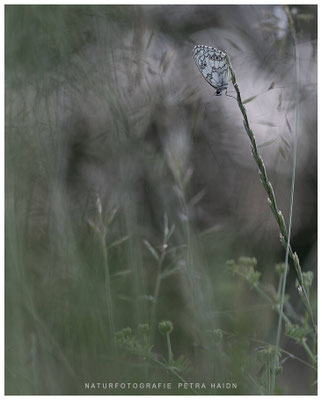 Tiere 37