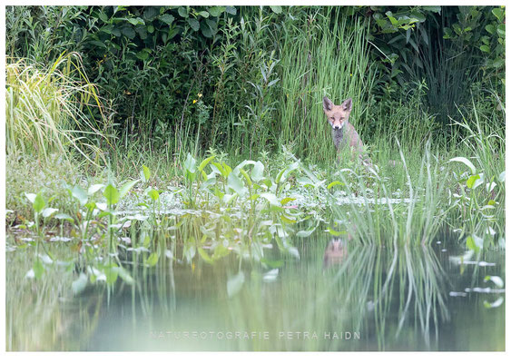 Tiere 72
