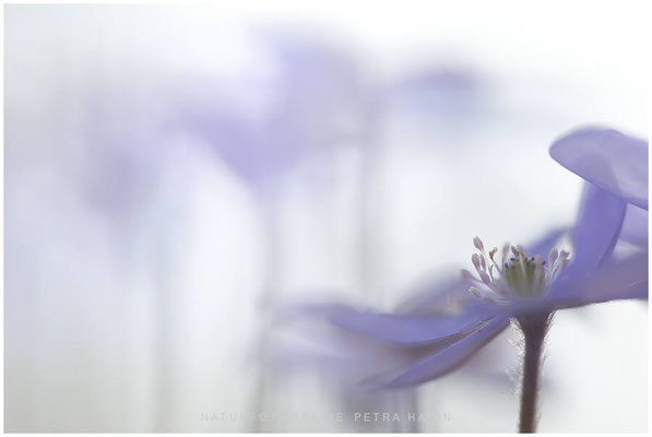 Pflanzen 07
