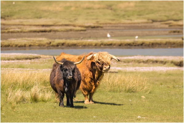 Schottland 29