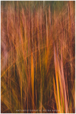 Kreative Natur 09