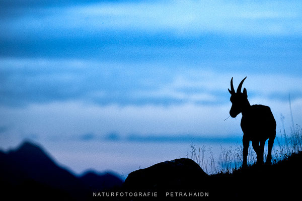 Tiere 67