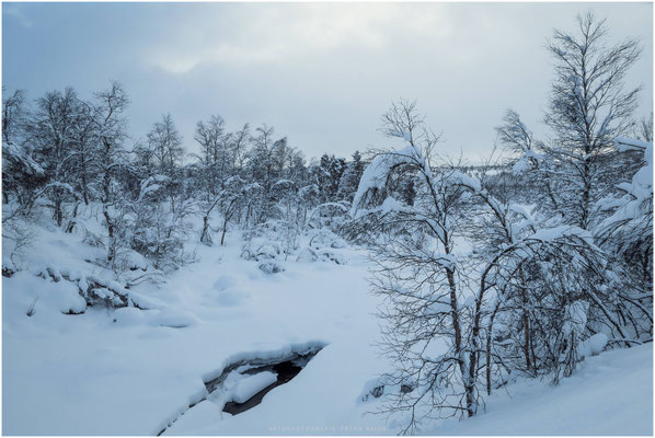 Arctic Circle 11