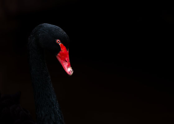 Tiere 10