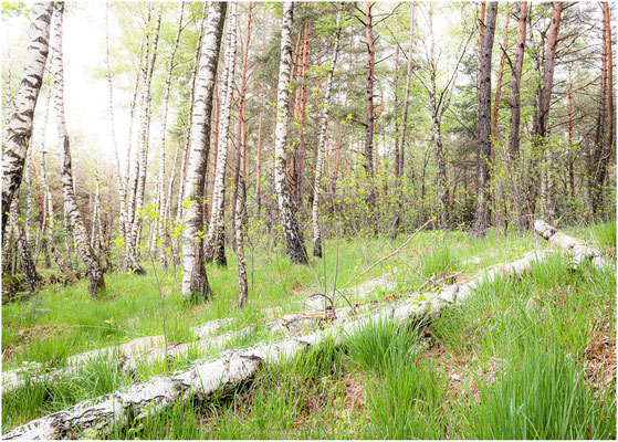 Landschaft 05
