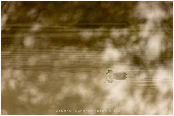 Tiere 02