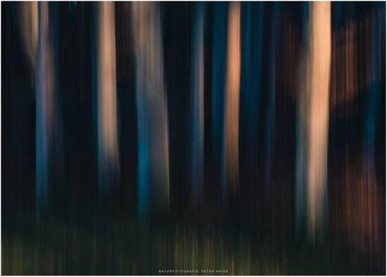 Nature in Motion 12