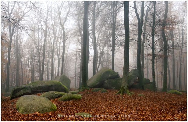 Steinwald im Herbstnebel