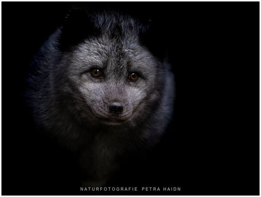 Tiere 55