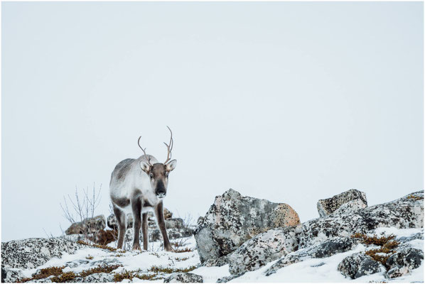 Arctic Circle 12