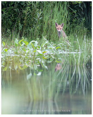 Tiere 71