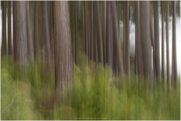 Nature in Motion 08