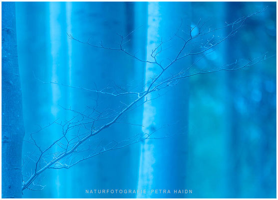 Kreative Natur 49