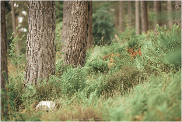 Schottland 20