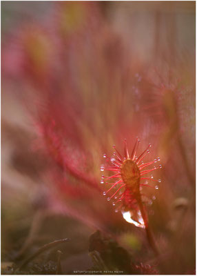 Makro 2