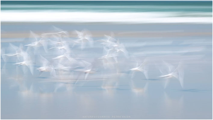 Nature in Motion 11