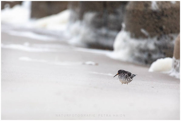 Nordsee - Sylt 15