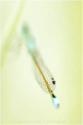 Makro 4