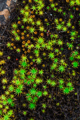 Kreative Natur 45