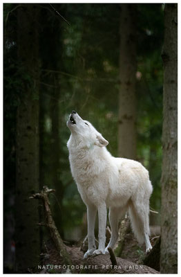 Tiere 70