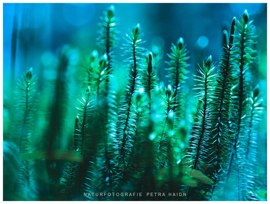 Kreative Natur 44