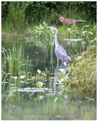 Tiere 47