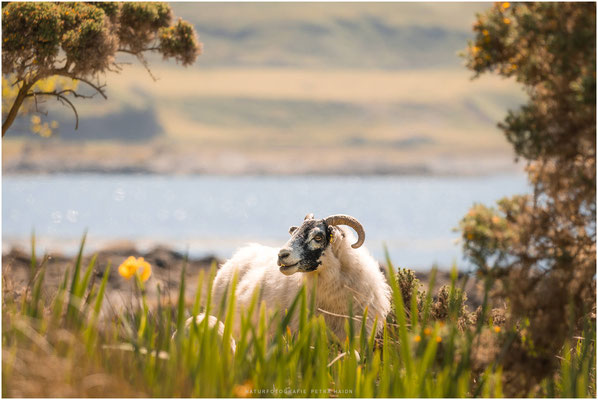 Schottland 30